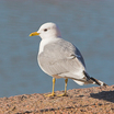 Mew Gull